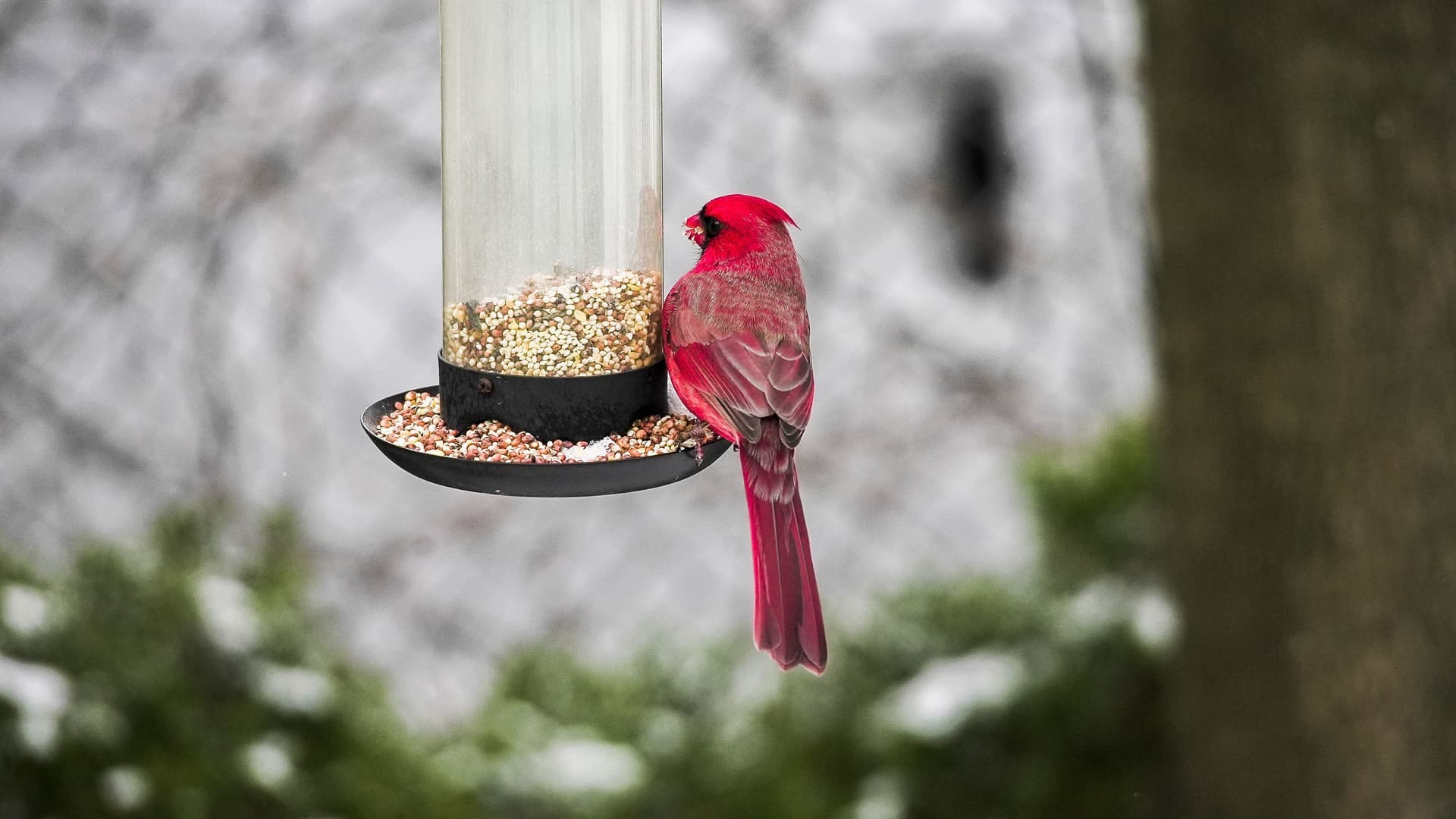 A cardinal perched at a feeder in falling snow.