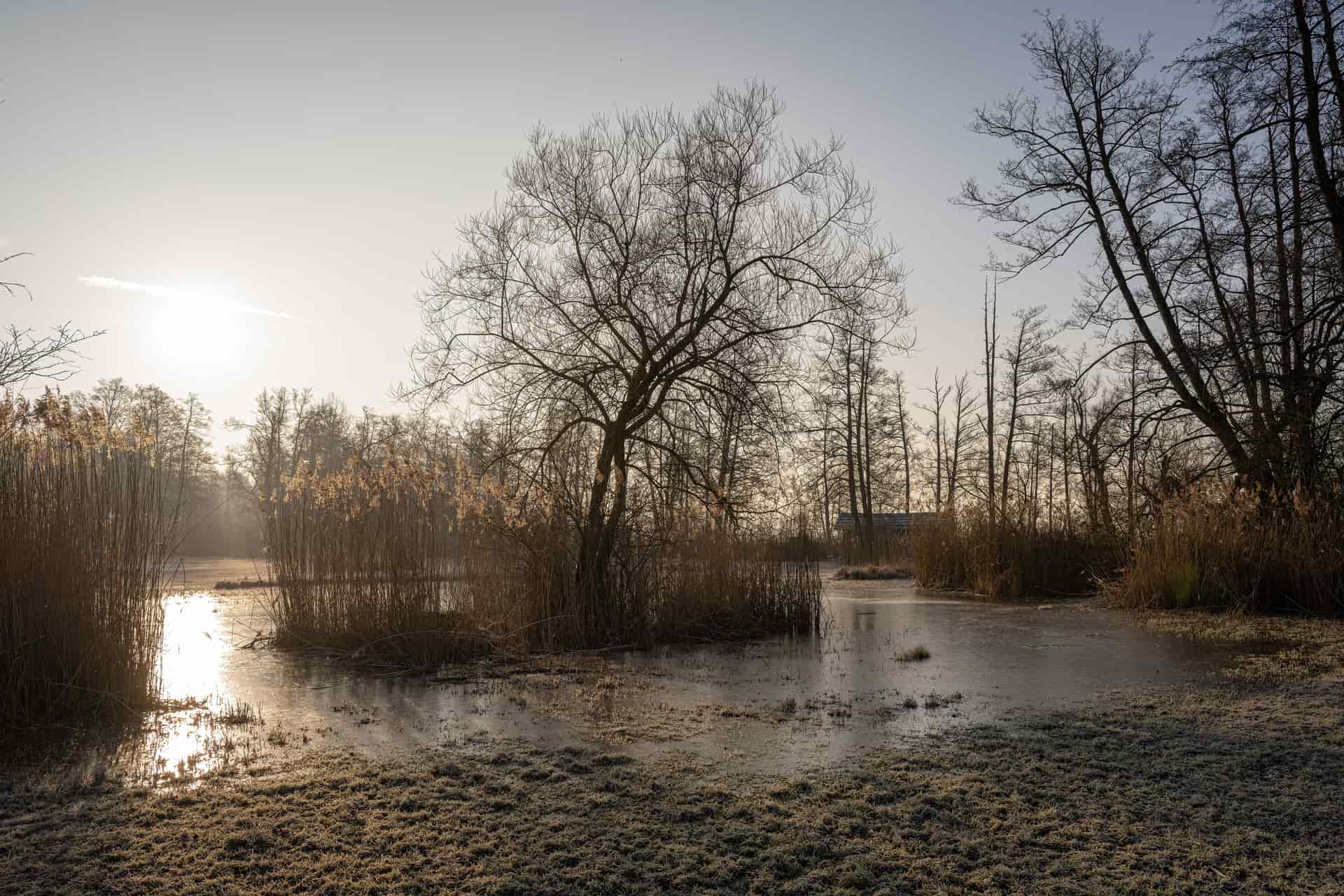 A frozen marsh under a pale winter sky, reeds standing in the ice.
