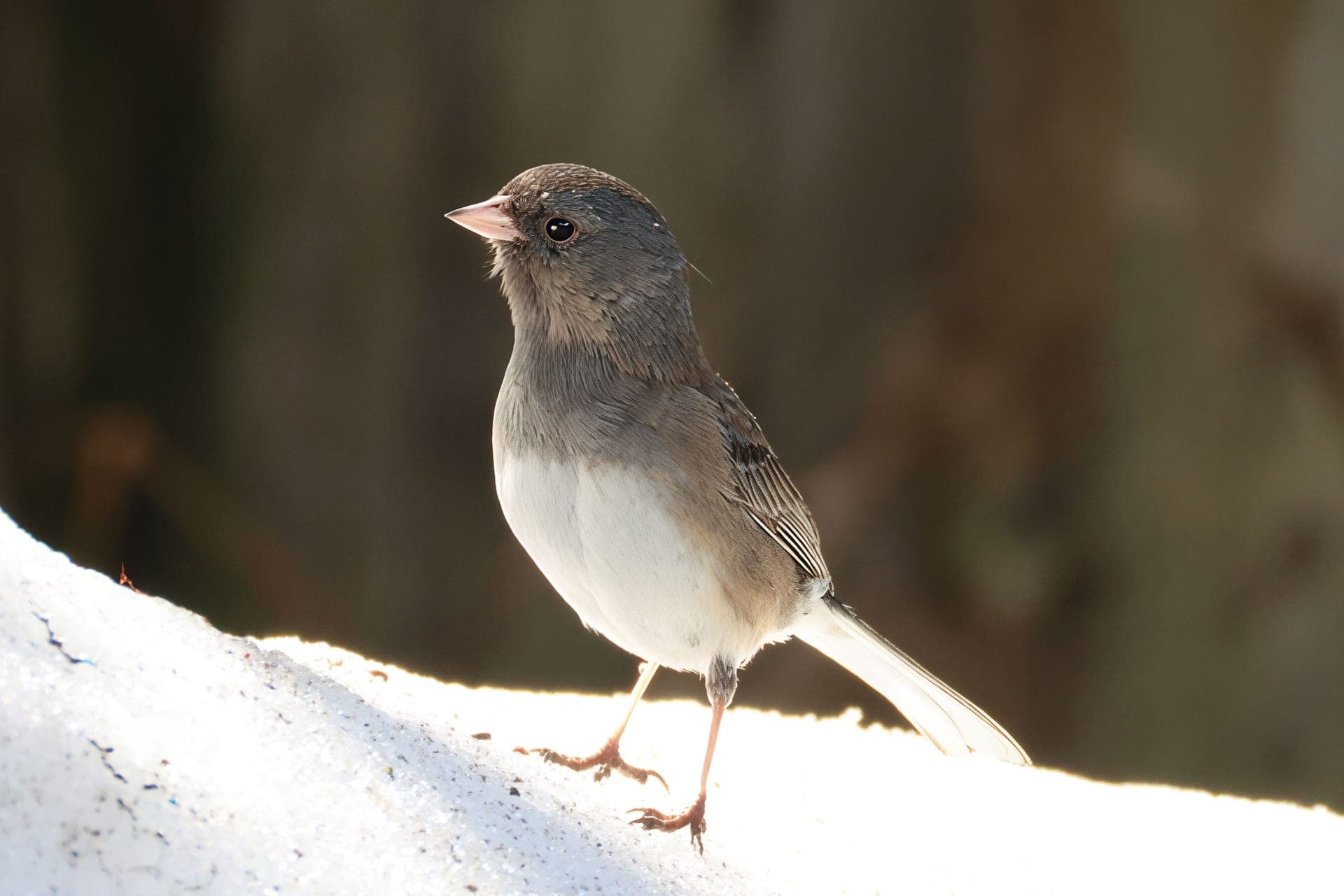 A dark-eyed junco feeding on snowy ground beneath a feeder.