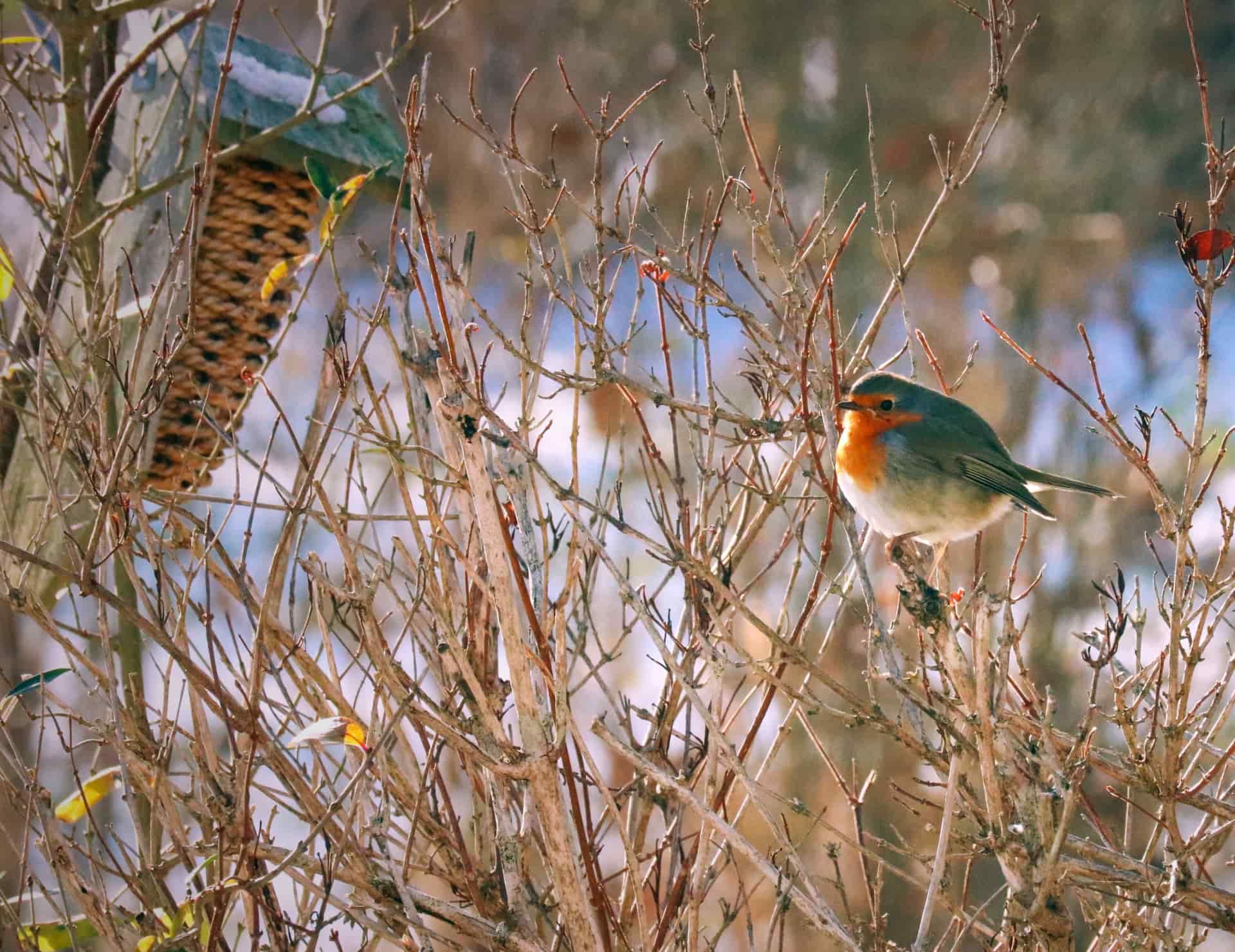 A garden bird feeding station on poles in a snow-covered yard.