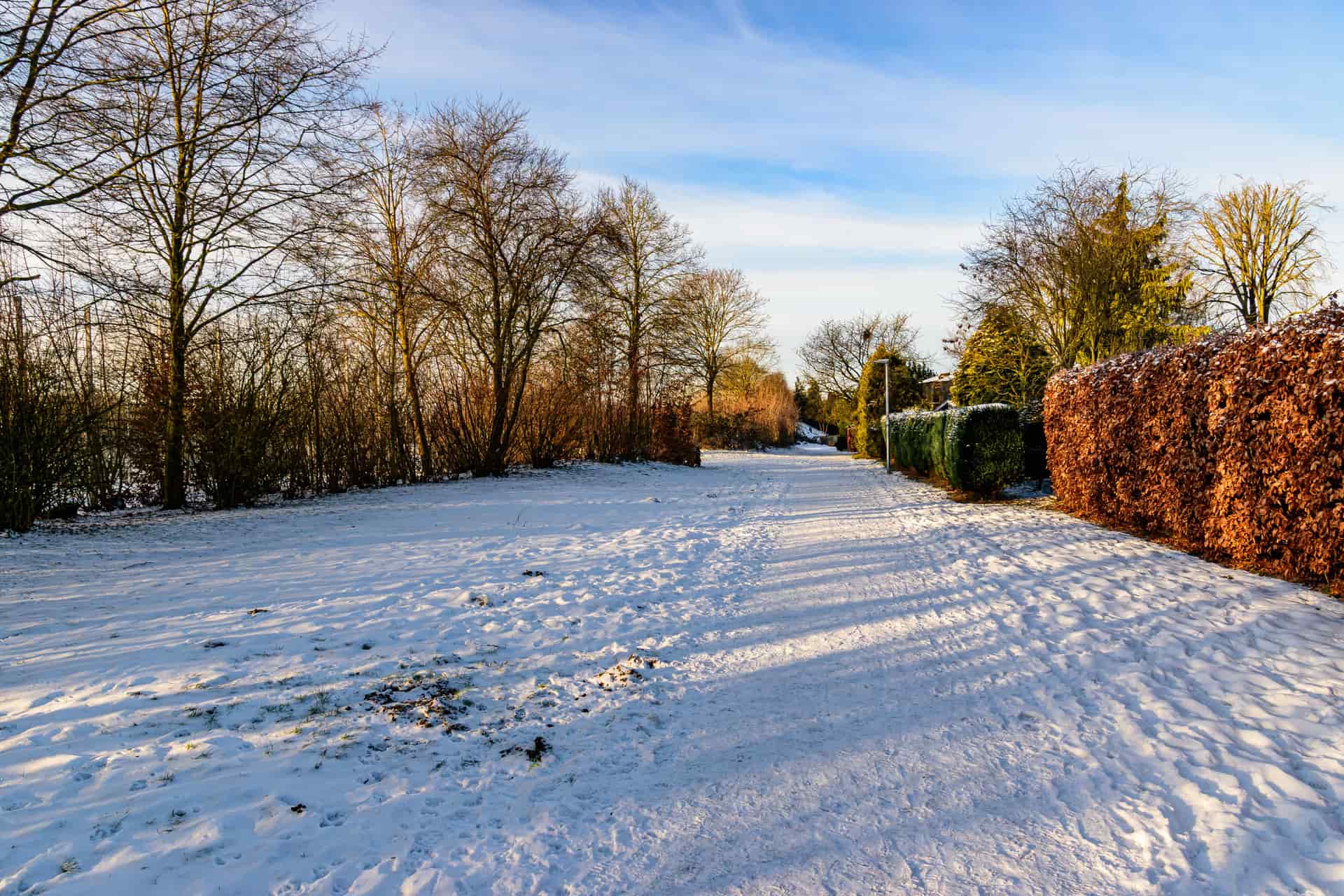 A bare winter hedge and frosted grass in a quiet garden.