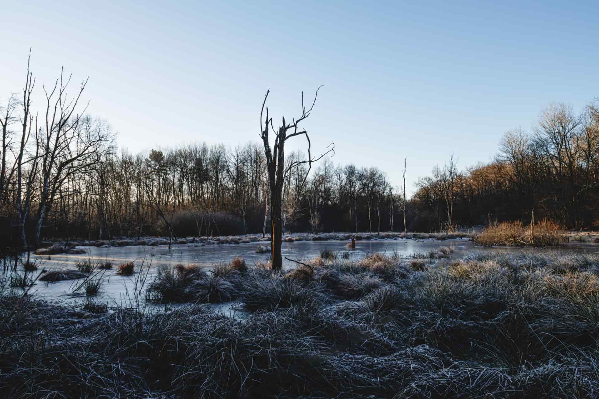 Ice sheeting across the edge of a still pond on an overcast winter morning.