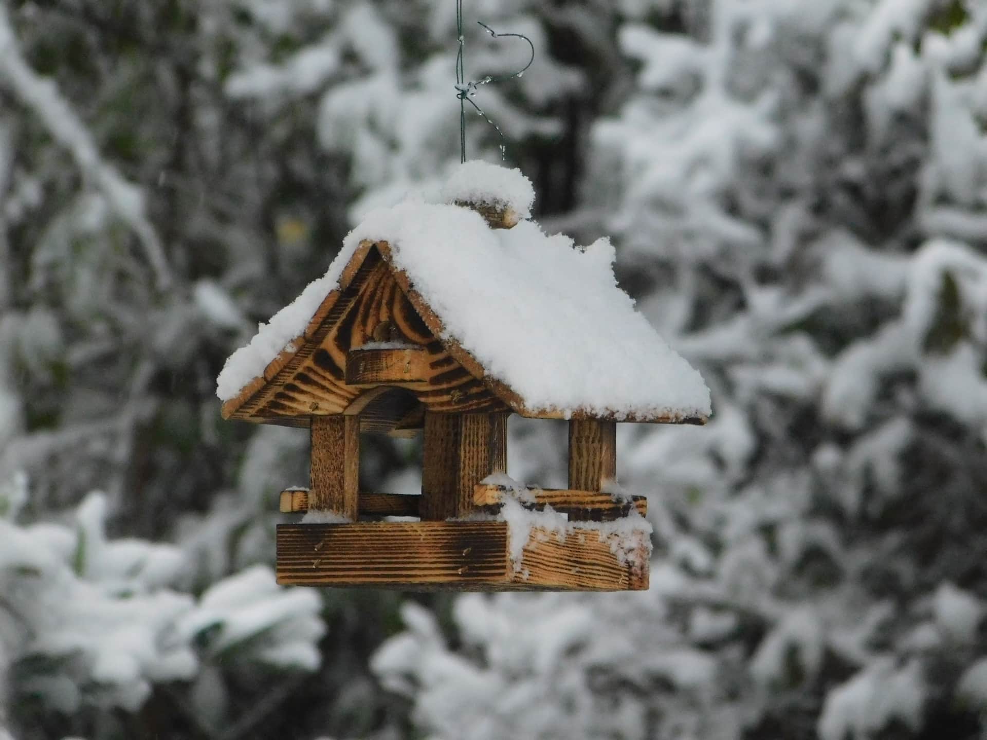 A weathered wooden bird box mounted on a tree trunk, snow gathered on its roof.