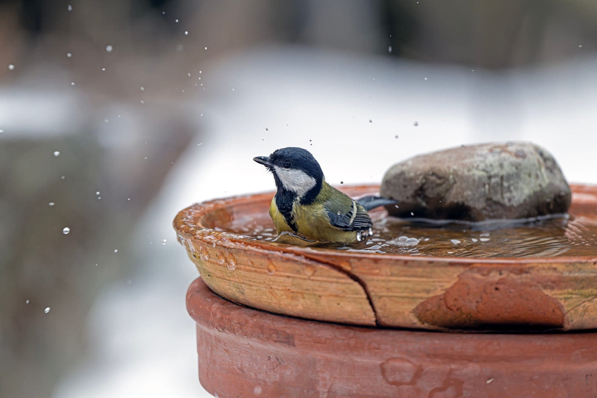 A stone bird bath rimmed with snow in a bare winter garden, the water surface frozen at the edges.