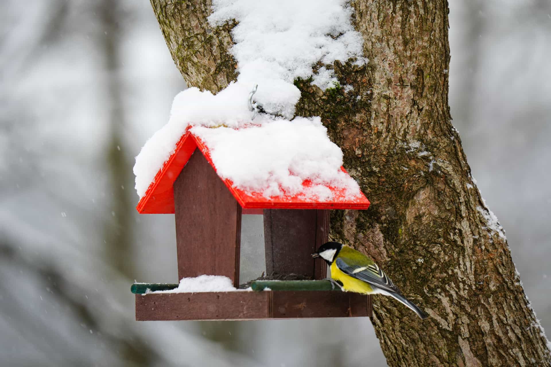 A hanging bird feeder capped with fresh snow in a bare winter garden.